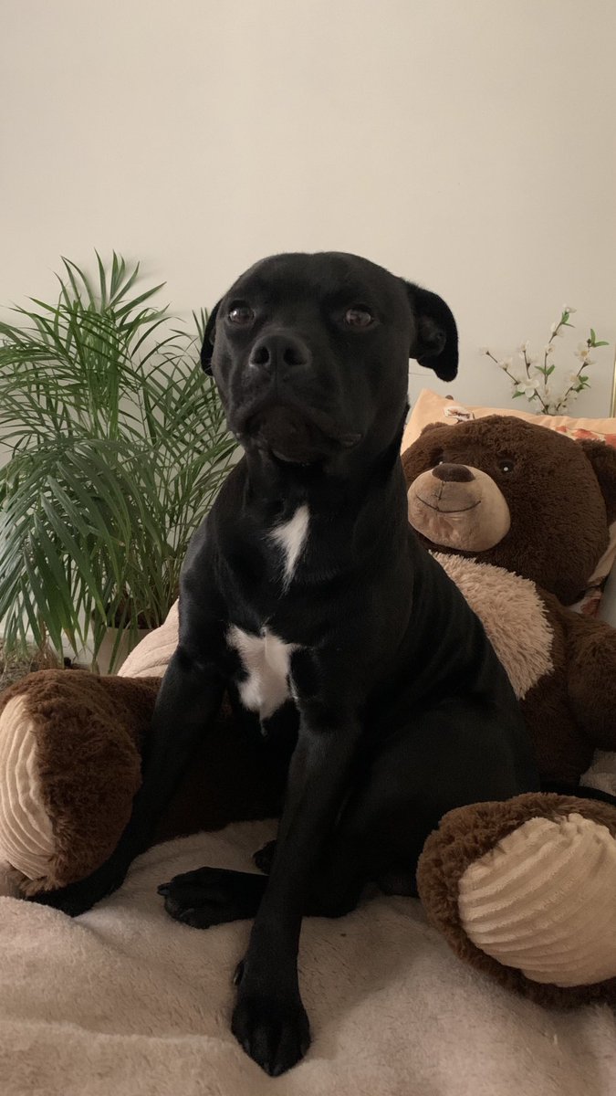 Baby Frank & his teddy, Edward 🧸🏴 tweet media