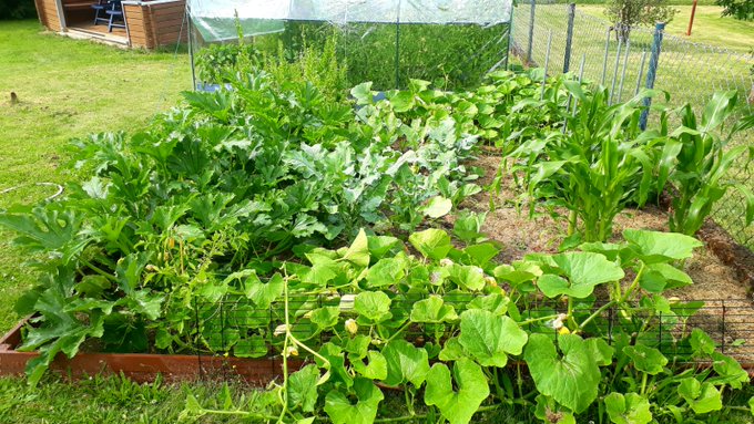 Help me! Im #bored 😓 I was in my little #garden today😍 What are you doing right now? https://t.co/HM<a href="/tag/bored"class="tags">#bored</a><a href="/tag/garden"class="tags">#garden</a>