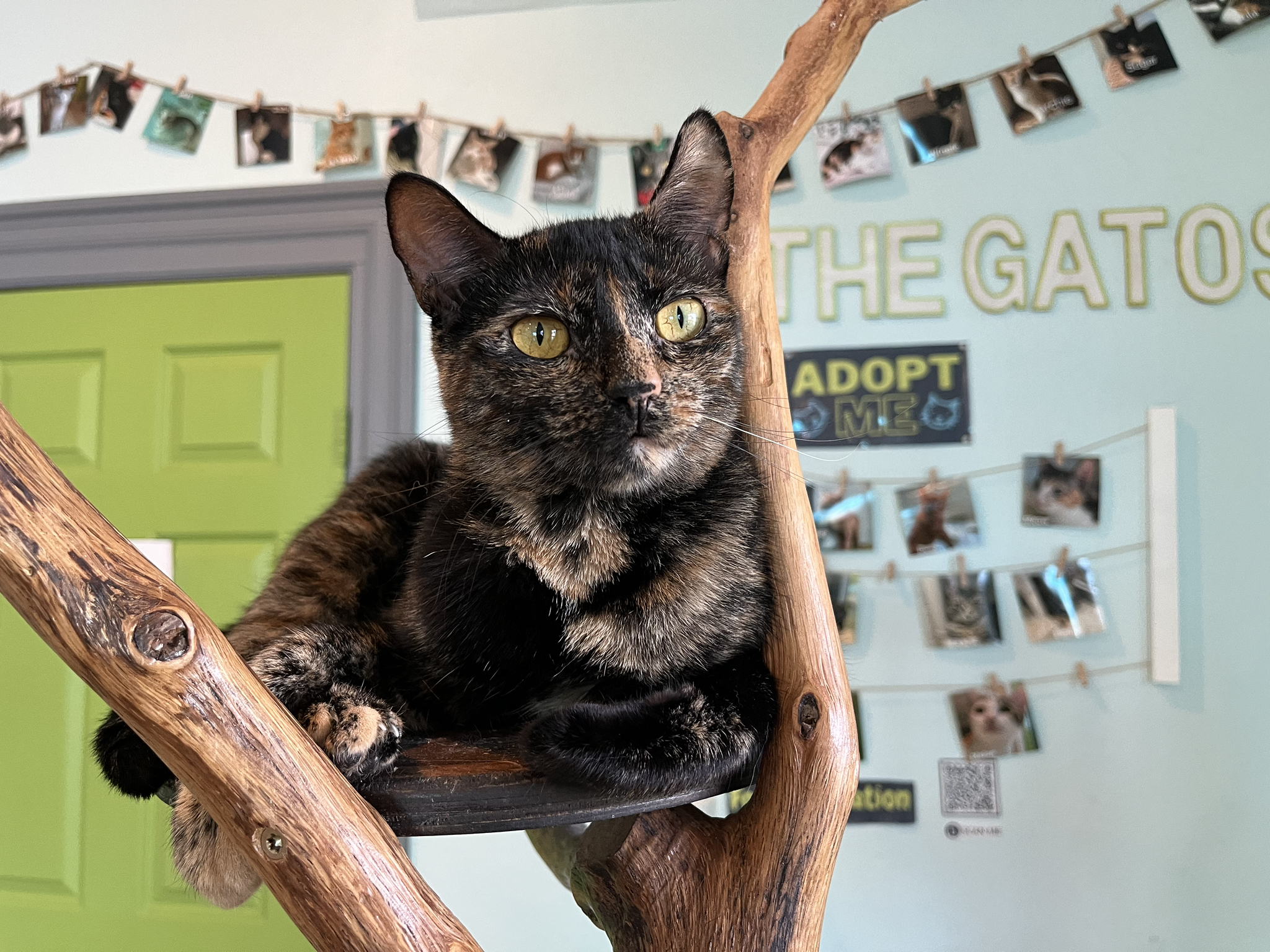 Houston Cat Café