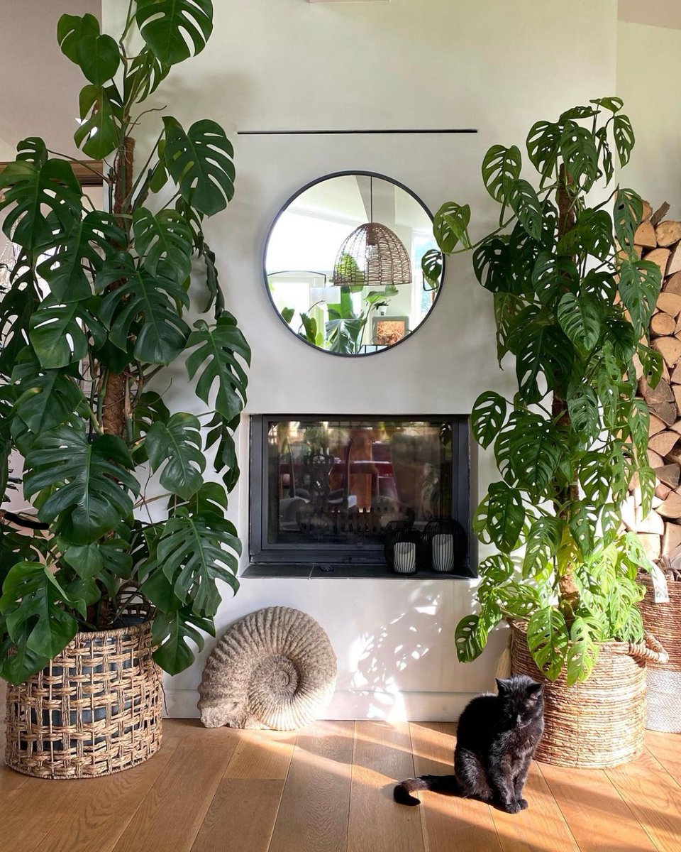 If your monstera isn't taller than you, you aren't doing it right 💚⁠

📸 : photo by judithsplantyjungle on instagram 

#plantsmakepeoplehappy #houseplantsofinstagram #houseplantclub #plantsofinstagram #plantstagram
#instacat #catoftheday