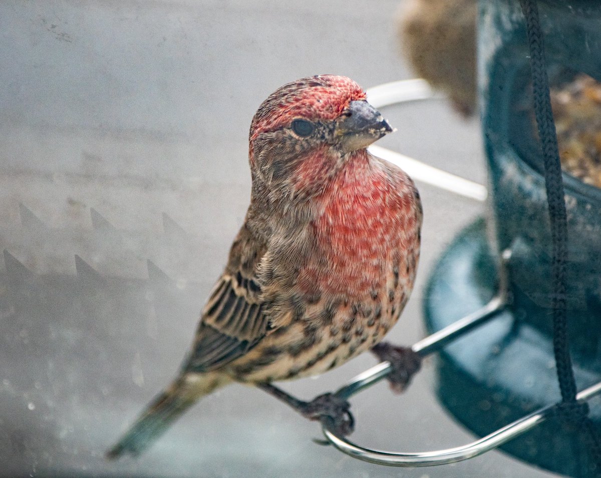 It’s finchy Friday at the feeder this Fall! #tgif #housefinch #queens #woodside