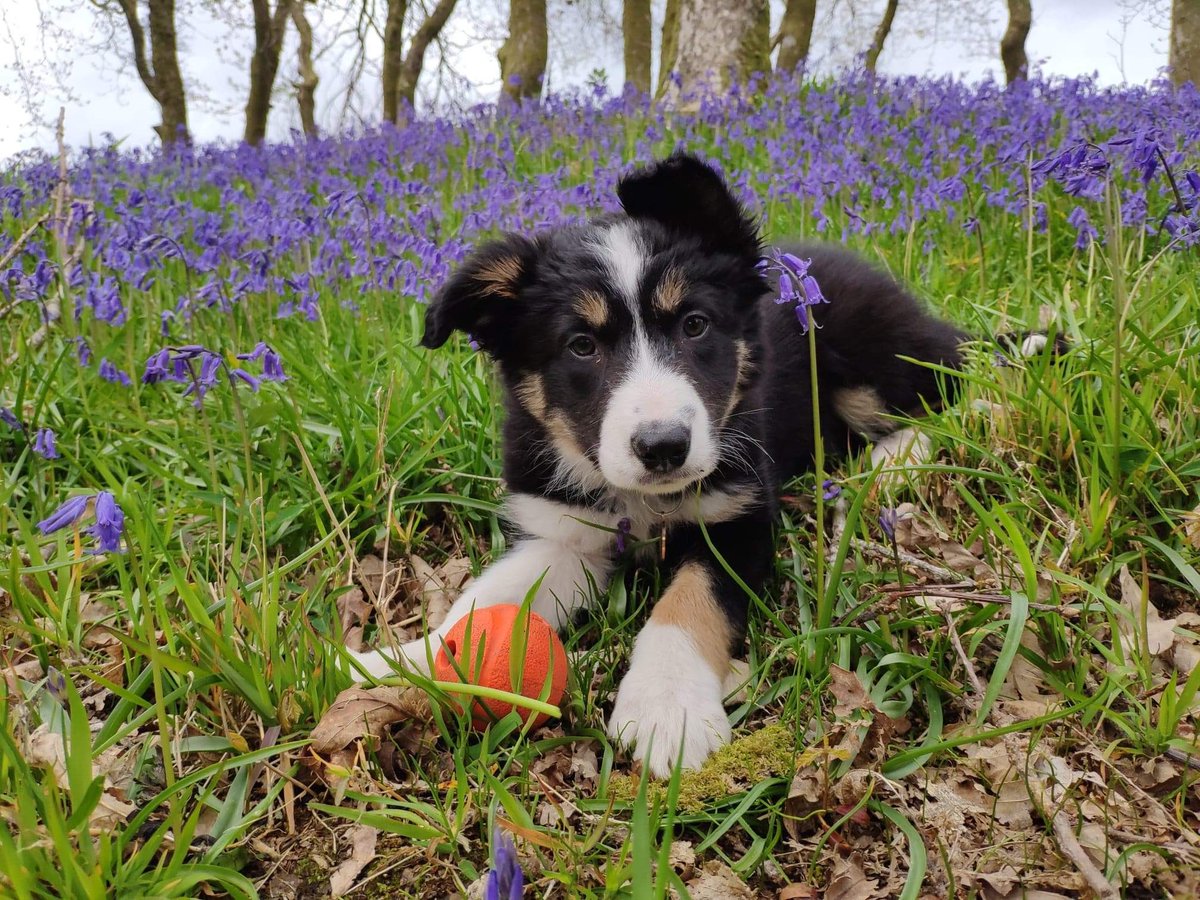 createalily's tweet photo. @taaryn_b Hoping these little pics of baby Barley pup will spark a little hint of sunshine for you ☀️ ❤️ https://t.co/NWZko6cL7p