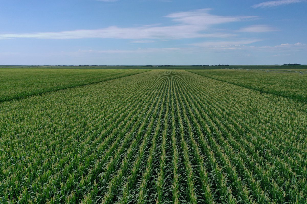 Channel_NE's tweet image. Here is a link to a quick video on our @Channel_NE 2022 Smart Corn Systems Agronomy Trials and Highlights of the #Smartcorn System. youtu.be/vDDm6hH8te0