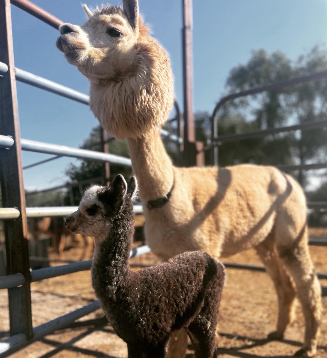 This mom and daughter duo is ready for #Alpactober🦙🎃 Are you?