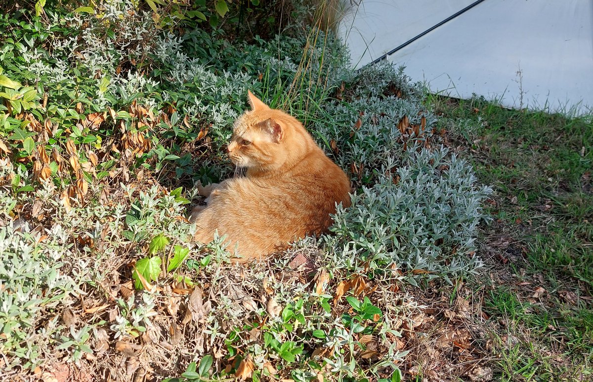 Herbst. Die Katzen blühen.