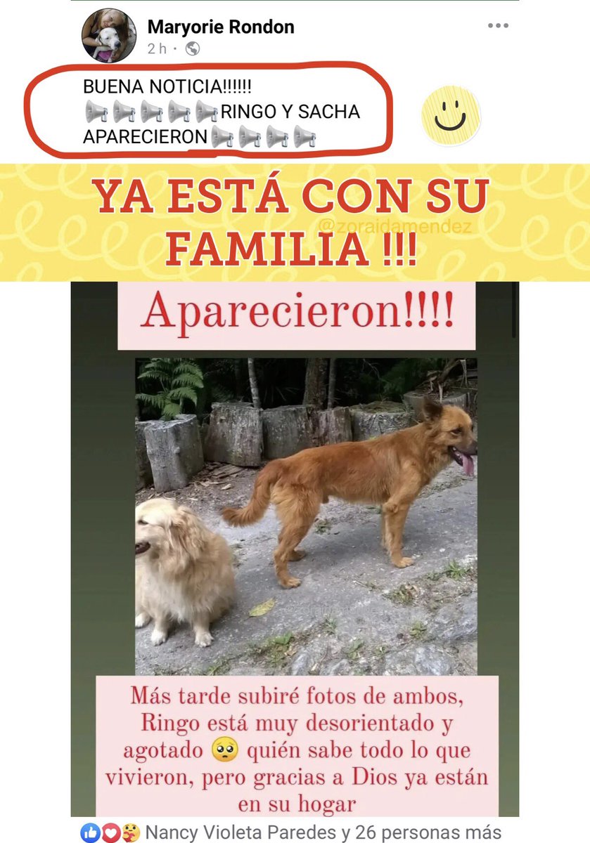 PerroUsuario's tweet photo. Una muy linda noticia para compartir 🙏 👏 👏 RT @zoraidamendez: El Facebook “Maryorie Rondon” informó que “SACHA y RINGO”perdidos x #Petaquire #Vargas -La Guaira-YA APARECIERON‼️YA ESTÁN EN SU HOGAR‼️29.09.22❤️ https://t.co/dYwjJTKs7s