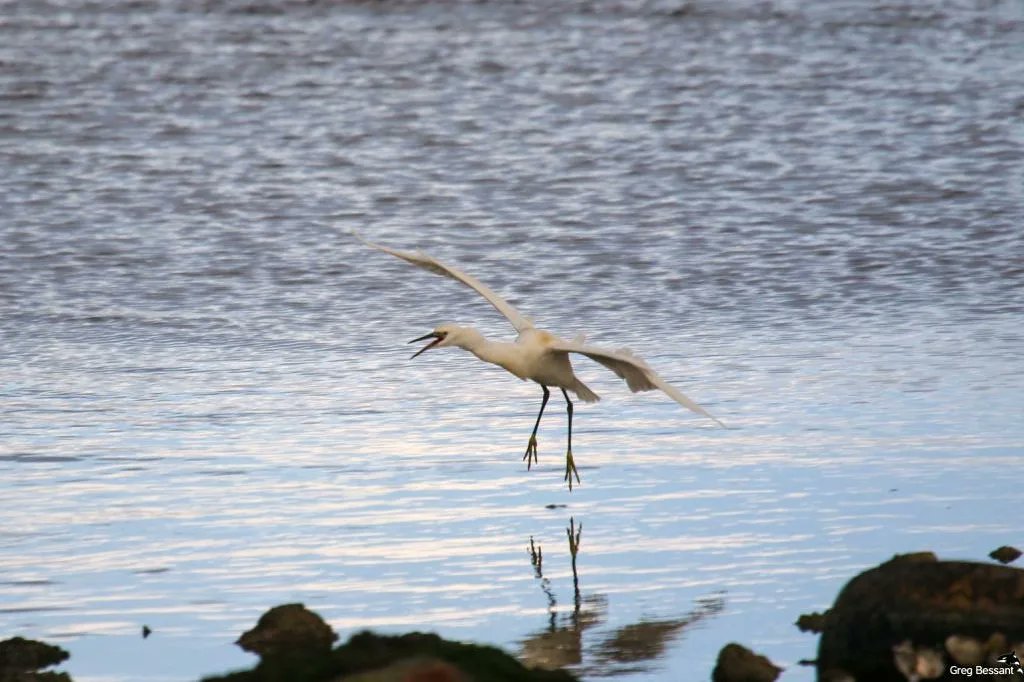 BirdWiseEK's tweet photo. Met some lovely people at St Mildred's Bay today with many sightings of some of the #DaringDozen arriving back for their winter break in the UK. Remember give these birds space for them to Rest, Roost and Recuperate as they will be very tired from their long journeys. #birdwise https://t.co/uIJPr5SKuk