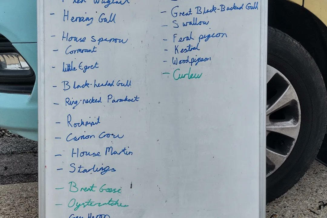 BirdWiseEK's tweet photo. Met some lovely people at St Mildred's Bay today with many sightings of some of the #DaringDozen arriving back for their winter break in the UK. Remember give these birds space for them to Rest, Roost and Recuperate as they will be very tired from their long journeys. #birdwise https://t.co/uIJPr5SKuk