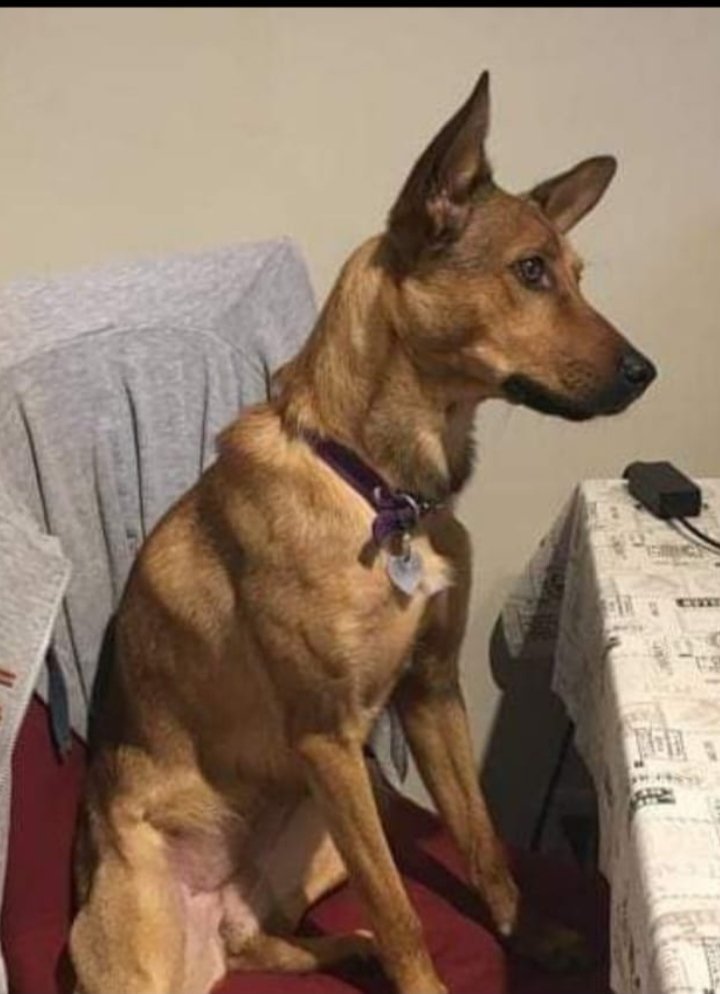 laurasa321368's tweet photo. SKY se perdió ayer 29/9 20hs. En caballito. Caba. Se asustó y se soltó del collar. No lleva identificación. 
Si la ven llamar al 1131753194
Ayudemos difundiendo! Gracias !!
Me envian el alerta por los grupos de rescate. Agradezco que me ayuden a difundir !! 👇
Encontremos a SKY ! https://t.co/75UUBlTP0F