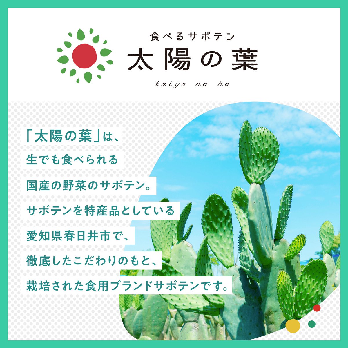 太陽の葉 Taiyonoha Twitter