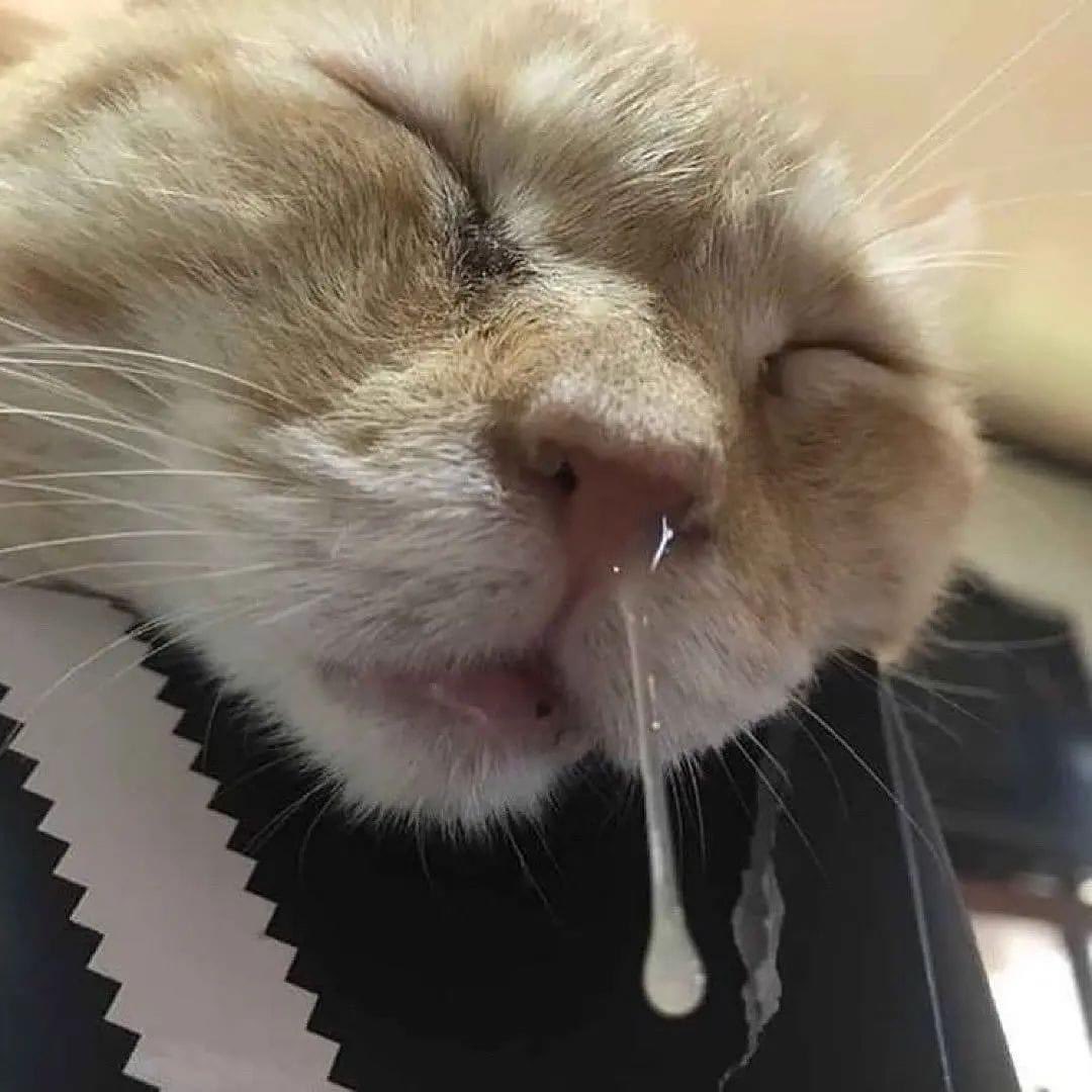 DoseOfCatto's tweet photo. I like cold weather. 
Me: on cold weather https://t.co/qhzHK7ainS