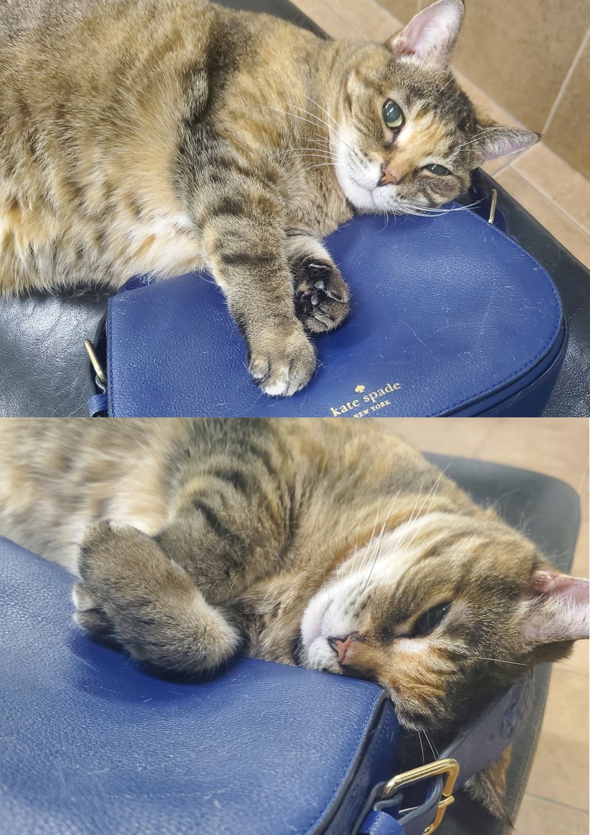 Cat_Goodas's tweet photo. Hannah and her purse😹 Whenever I want to give her something to play with I give her a shoe or a purse &amp; she's so happy. She rolls all over it, puts her arms through the straps, and eventually falls asleep on it.
#CalicoCrew #CuteCats #CatsOfTwitter #Hannah https://t.co/ehLCIjhkBf