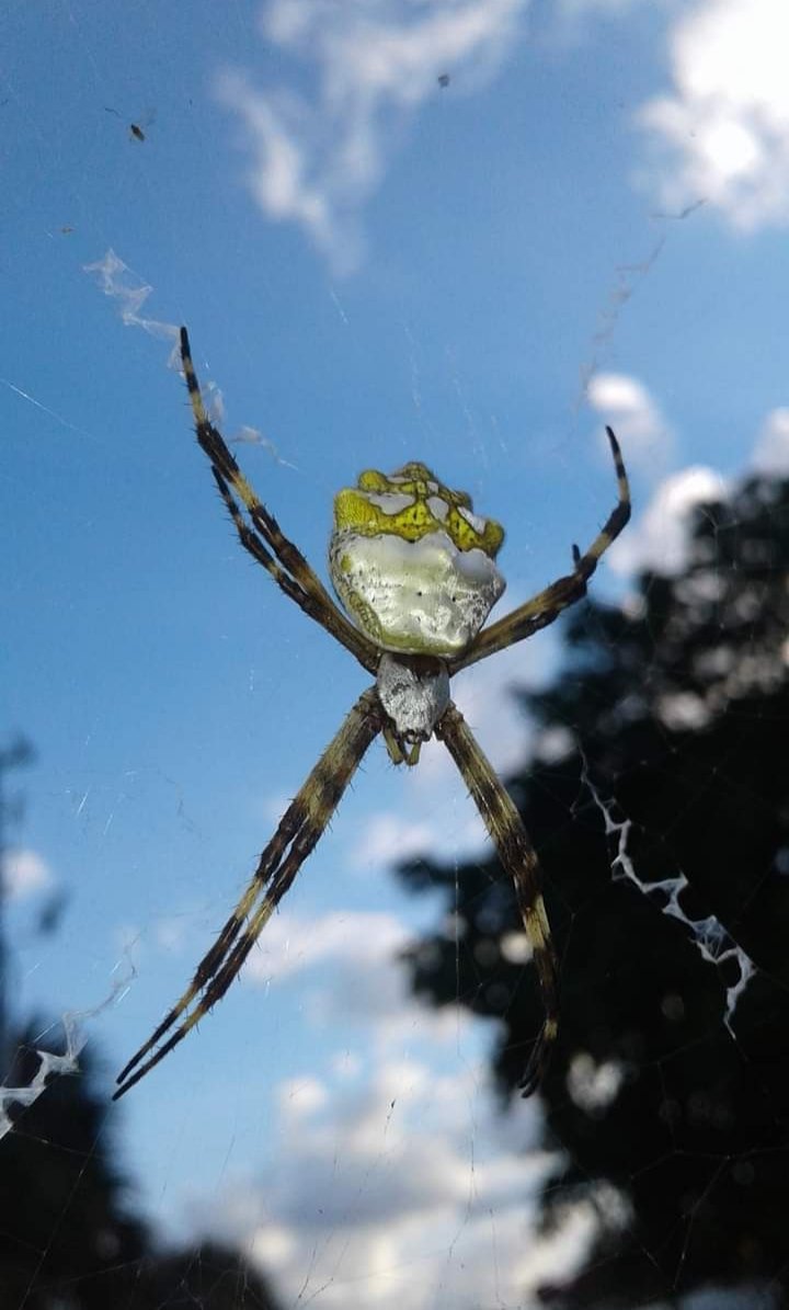 r0gues_fr0ntier's tweet photo. Spider that was outsode of my apartment
#TCCsingular #photography #NaturePhotography #spider #spiderweb https://t.co/7NSeNFtBnk