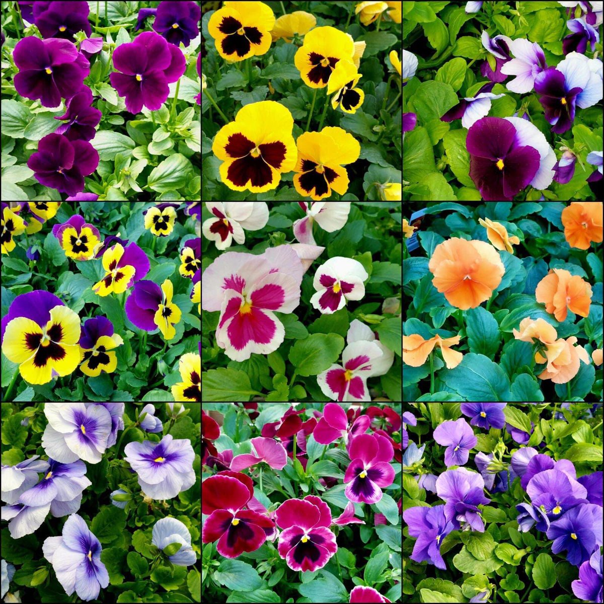 WoolpitPlants's tweet photo. Perfect pansies for a glorious Autumn display in your garden!
#beautiful #gardenplants #plantnurseries #WoolpitNurseries https://t.co/fkBZmbL8Ph