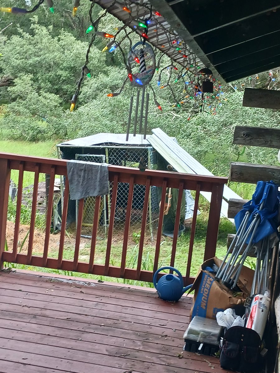 JennessaMeadow1's tweet photo. Tributes to help fix my goat pen roof, I expect generosity for hurricane Ian here in fl from all paypigs!!!! https://t.co/XaNYaow1Jf