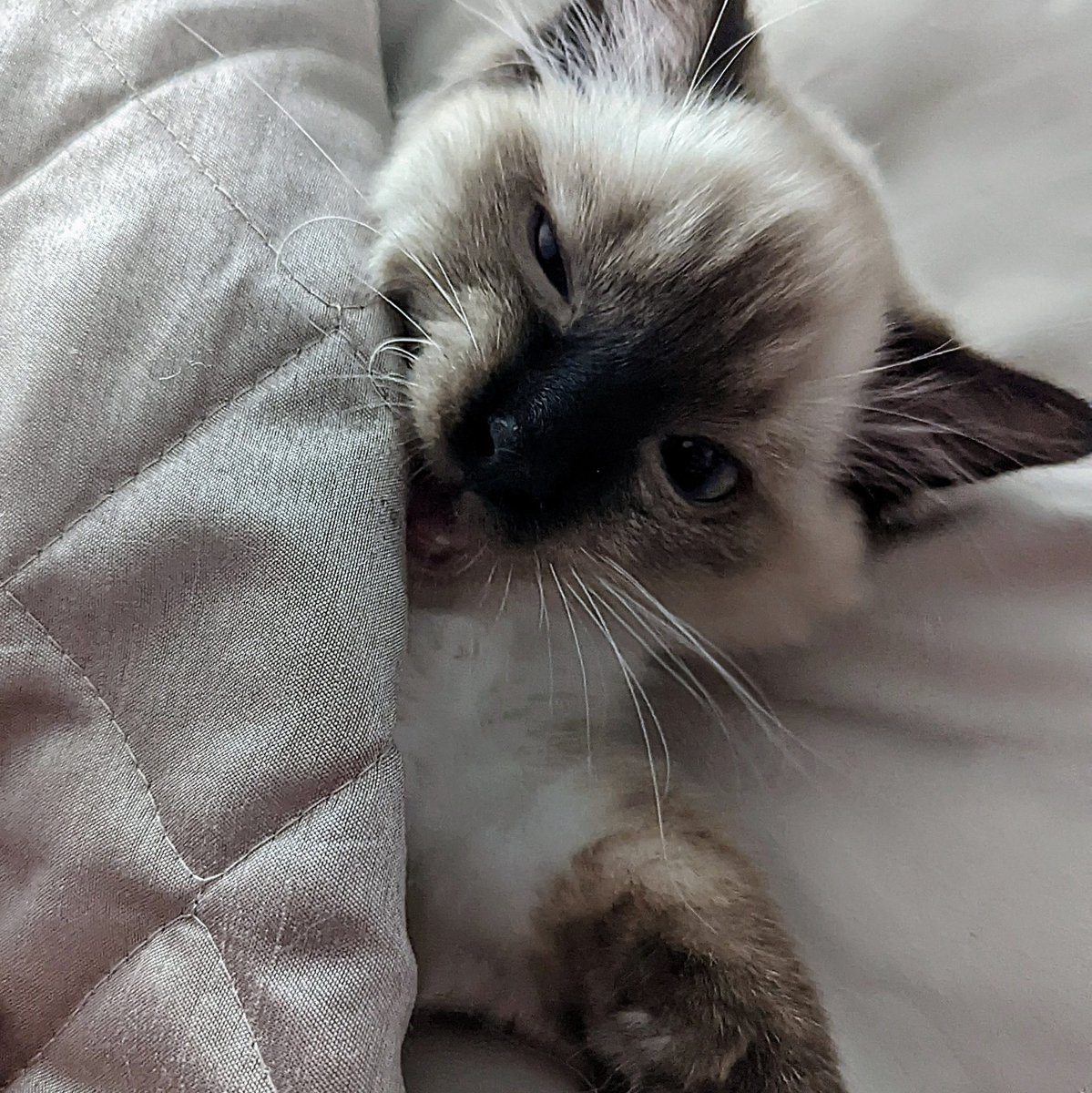 Hugo Fluffybutt - the Cat tweet media