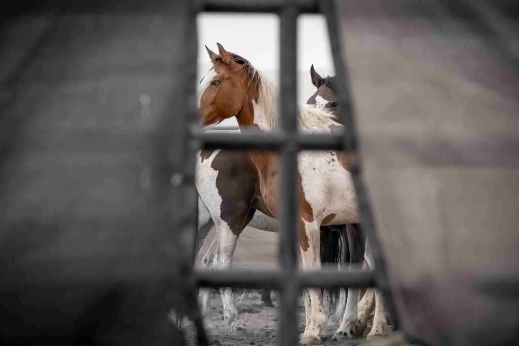 American Wild Horse Campaign on Twitter "The roundup of the Cedar