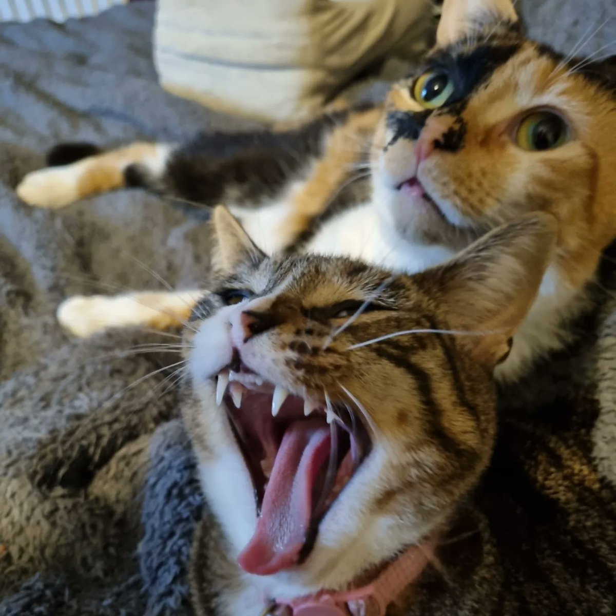 lilmel123's tweet photo. My girls keeping me company #tortiegirl #tabbypsychobaby #kittyspam https://t.co/p1oPtUgvpb