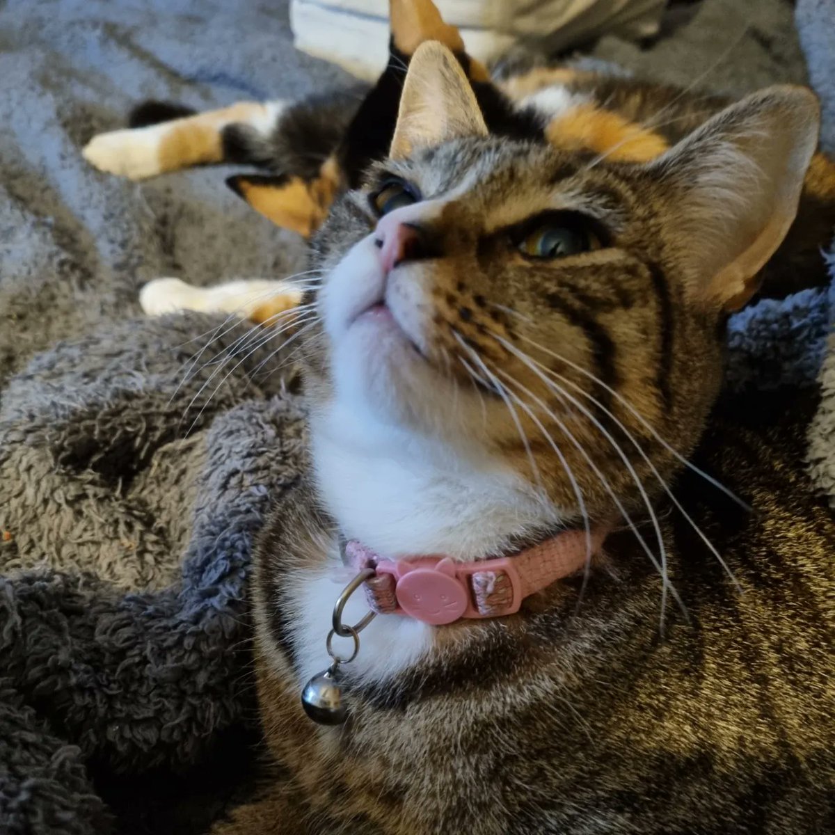 lilmel123's tweet photo. My girls keeping me company #tortiegirl #tabbypsychobaby #kittyspam https://t.co/p1oPtUgvpb