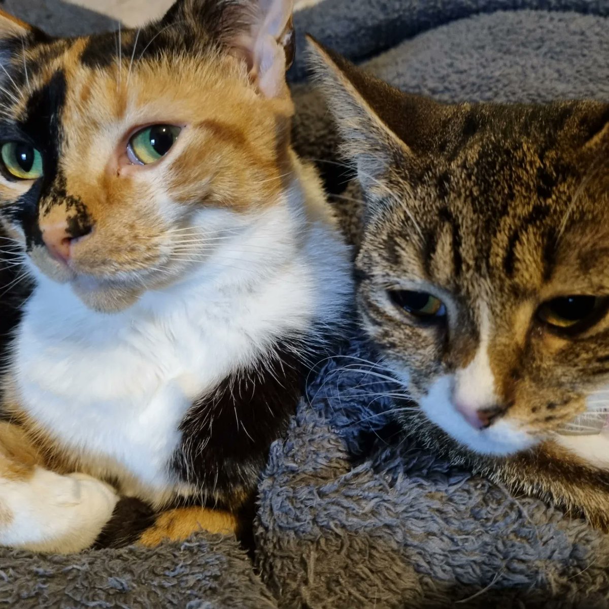 lilmel123's tweet photo. My girls keeping me company #tortiegirl #tabbypsychobaby #kittyspam https://t.co/p1oPtUgvpb