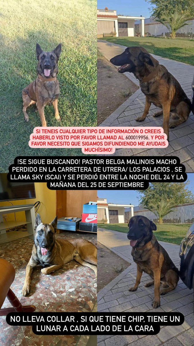 !SE BUSCA ! SI LO HABEIS VISTO O TENEIS CUALQUIER INFORMACIÓN LLAMAD AL : 600019956 
MUCHAS GRACIAS Y POR FAVOR NECESITO DIFUSIÓN PARA QUE LLEGUE AL MÁXIMO DE PERSONAS!