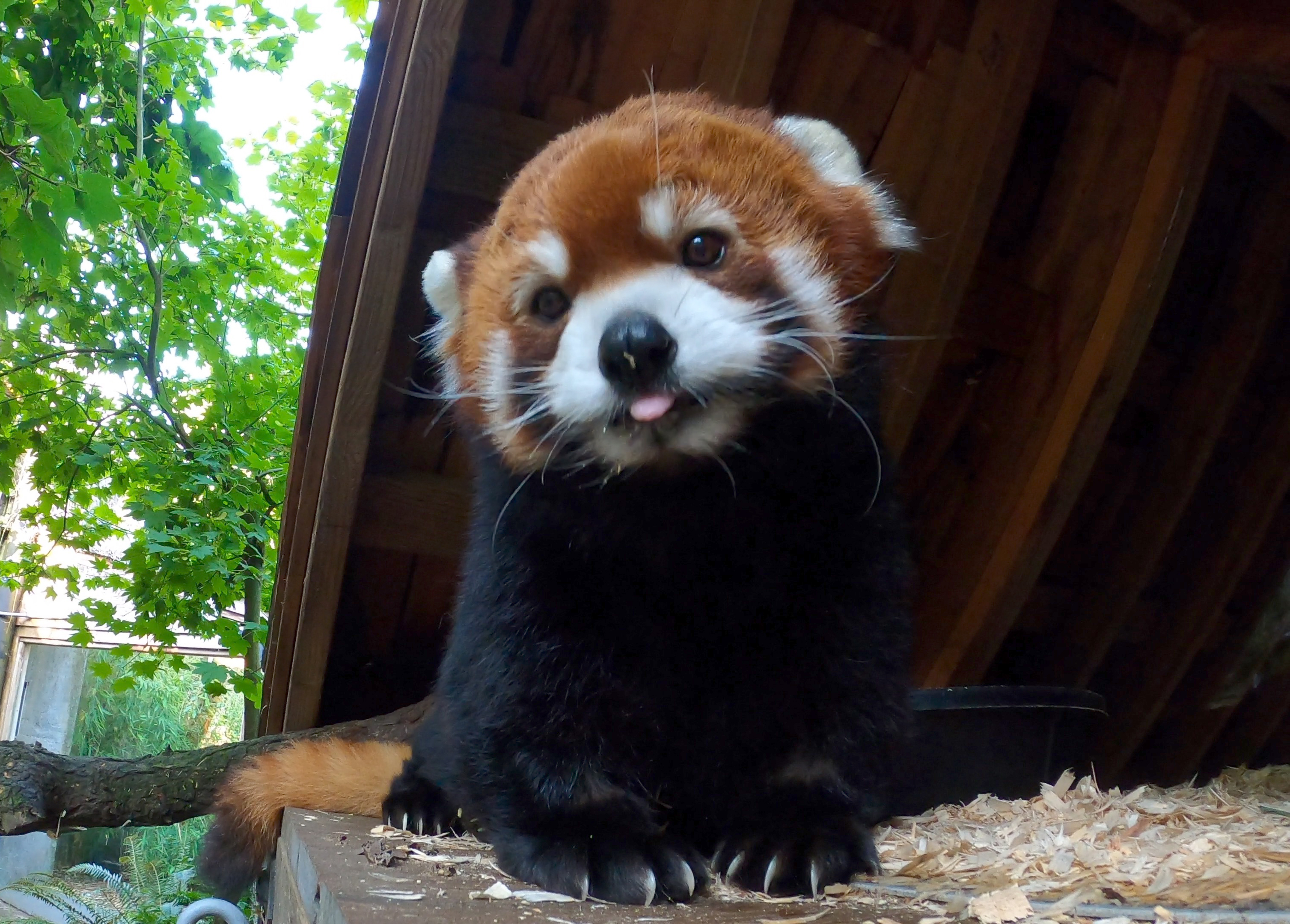 how much is a red panda worth