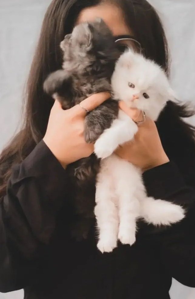 Nikkquotes's tweet photo. Cat lover #Twittercircle #Twitter https://t.co/w1LWIAjfOn