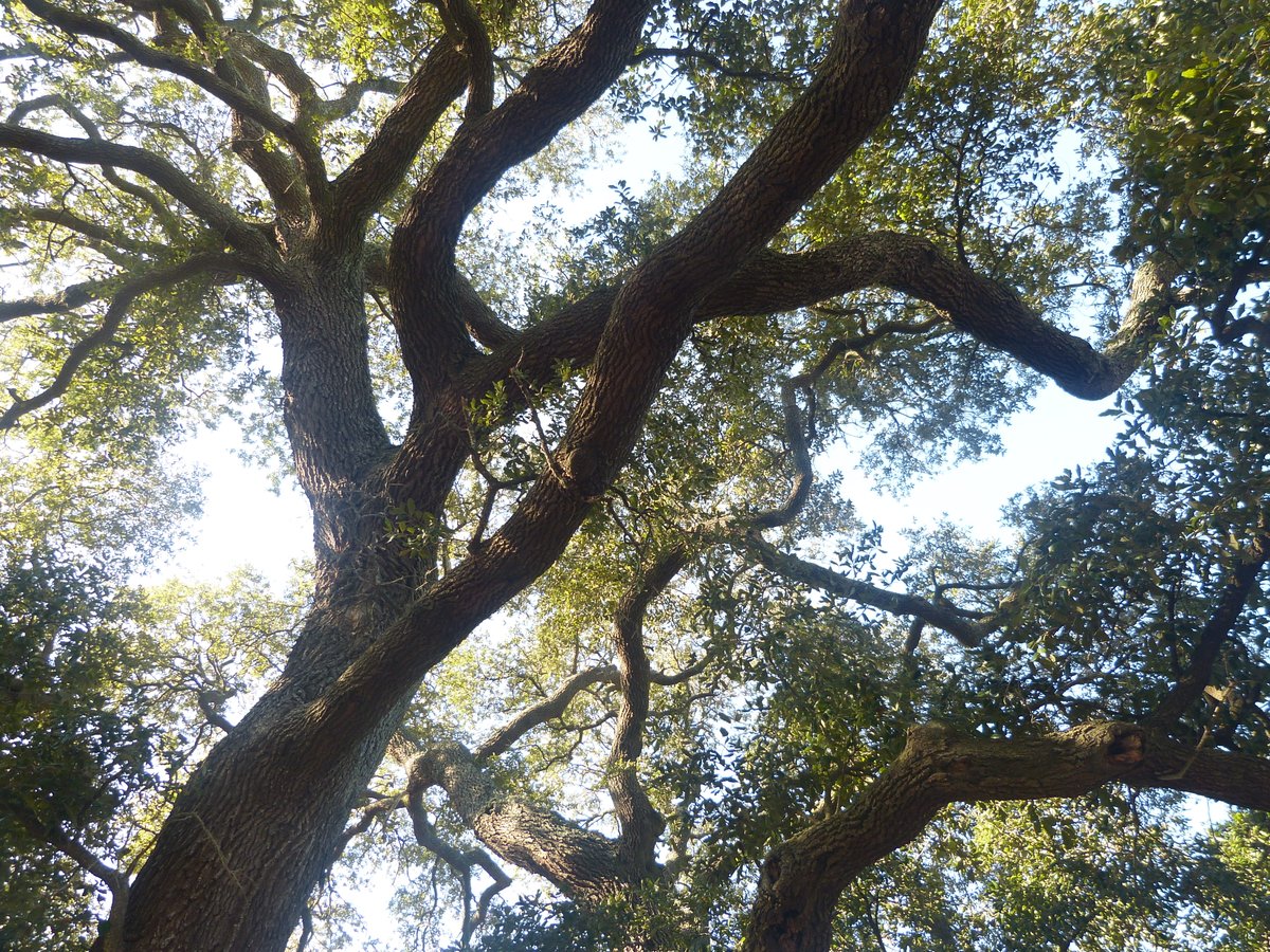 As part of its Treetopia event, the City is conducting a survey to see what residents consider as their favorite tree.  You can vote at:
vbgov.com/government/dep… - Once you get to this page click on the BeauTree tab on the right and it takes you to the survey.