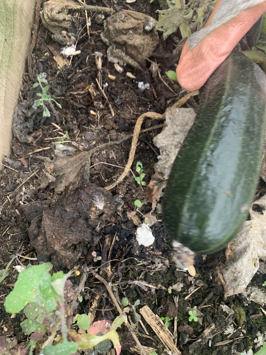 digforvictoryba's tweet photo. A busy morning here at BA, yr8 students clearing the area for some seasonal sowing & growing. They are now picking the last of their harvest. What an amazing crop we’ve had 🍅🌶🧄🧅Well done yr8! 👏🏽@ActiveYouthUK @Bedford_Academy @heartacadtrust https://t.co/biBurDtpku