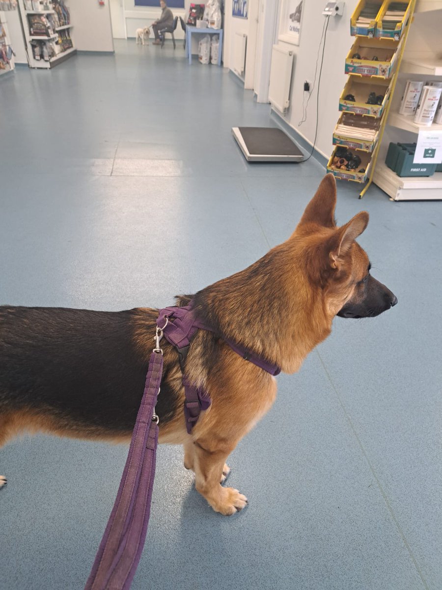 DiaryDickie's tweet photo. Hello everypawdy. Dickie Hill here and I've been on another adventure.  Mum took me somewhere called "the vet".  I've been there before so I was quite excited about going. We always have a lovely time when we are there.  
https://t.co/qJUSqk8usN https://t.co/C01yD7aa61