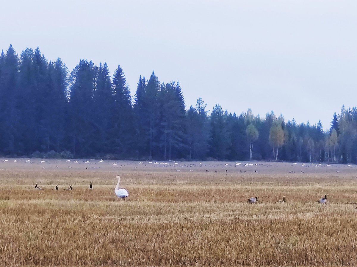 Sulassa sovussa, hanhet, joutsenet ja kurjet.