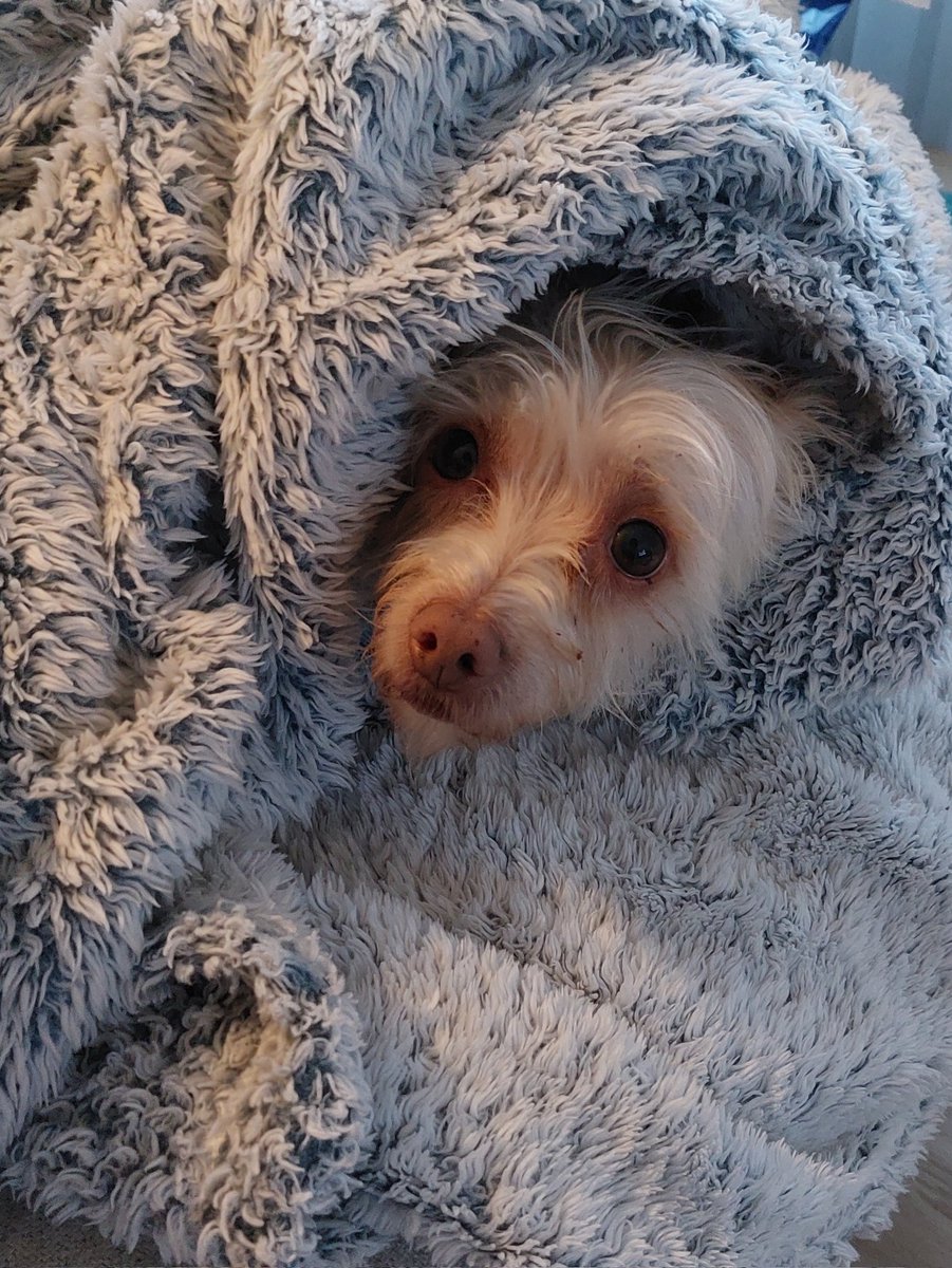 The weather is starting to get cold already so Higgins has become a fuzzy burrito.