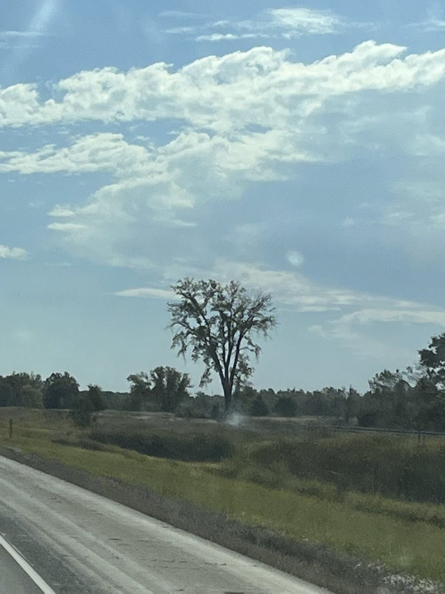 GoddessTales's tweet photo. An eagle uses this tree he was not home today but was flying near we call this the #eagletree https://t.co/newT2w6NTs