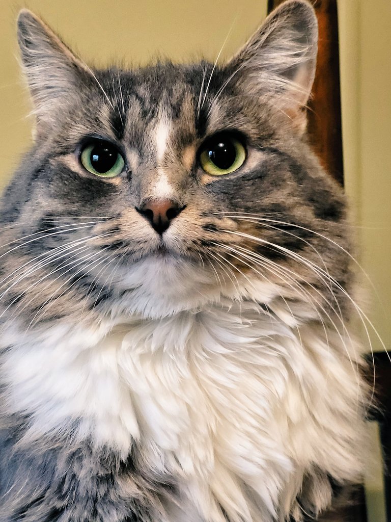 Telling a bald faced lie to Mom about Dad not feeding me breakfast already. Trick is never blink. #CatsOfTwitter #cats #fridaymorning