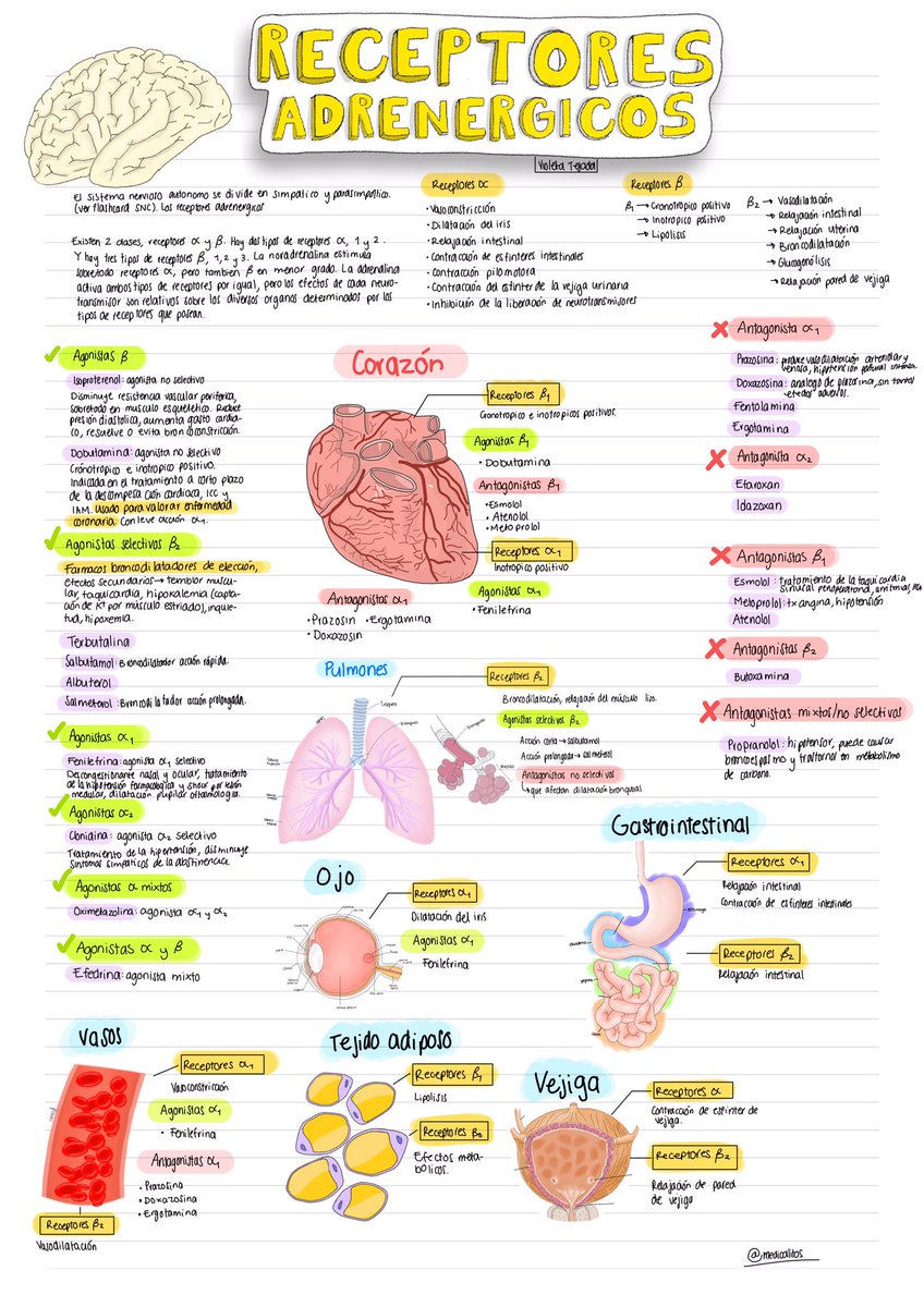 Receptores adrenergicos ✅✍🏻🫀🧠 
Ya saben donde ver el pdf 😎