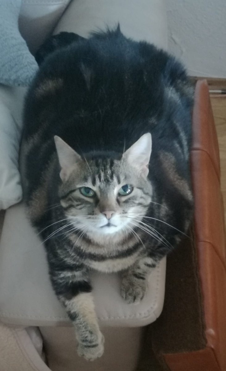 Ramón Wilhelm tweet media