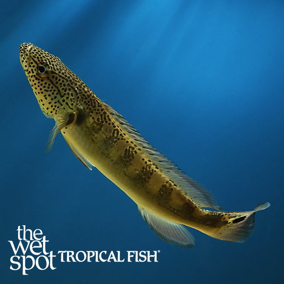 The Wet Spot Tropical Fish tweet media