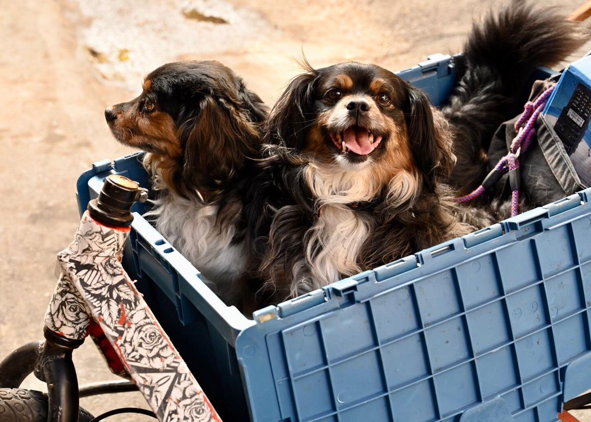2 mil km de ciclovías es lo que estamos proponiendo para la #RM. Hoy en el #DiaSinAuto reafirmamos nuestro compromiso para hacer la ciudad más pedaleable, caminable y segura para todos.
