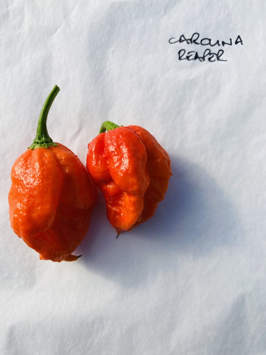 Lots of fresh Carolina Reapers going out today! You either really love spice 🌶or really don’t like your friends 🥵
We are the only place to get 100% Manx superhots fresh off the plant
redmie.sumup.link

#chillifarm #manxproduce #iomfoodanddrink #superhotpeppers #iom