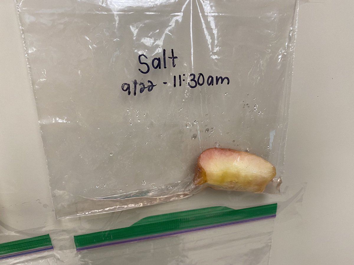 Culphasclass's tweet image. The results are in! One week later and salt looks the best. The class did an amazing job observing, recording, and discussing their findings throughout the week!  #grossscience #makeitfun