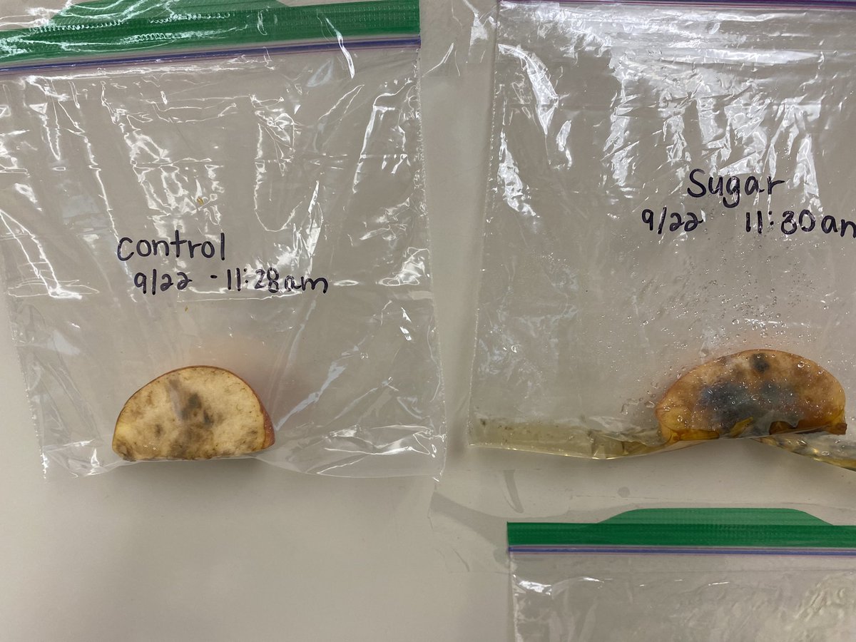 Culphasclass's tweet image. The results are in! One week later and salt looks the best. The class did an amazing job observing, recording, and discussing their findings throughout the week!  #grossscience #makeitfun