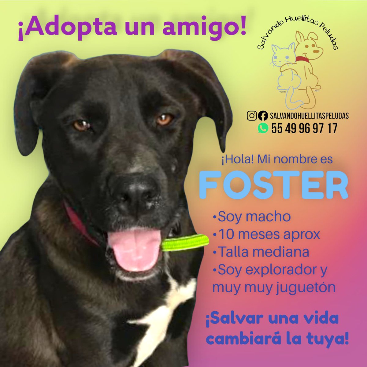 Horacitu's tweet photo. Nuestra adopción responsable de esta semana en @Farandula021 https://t.co/mSjLklg1rS