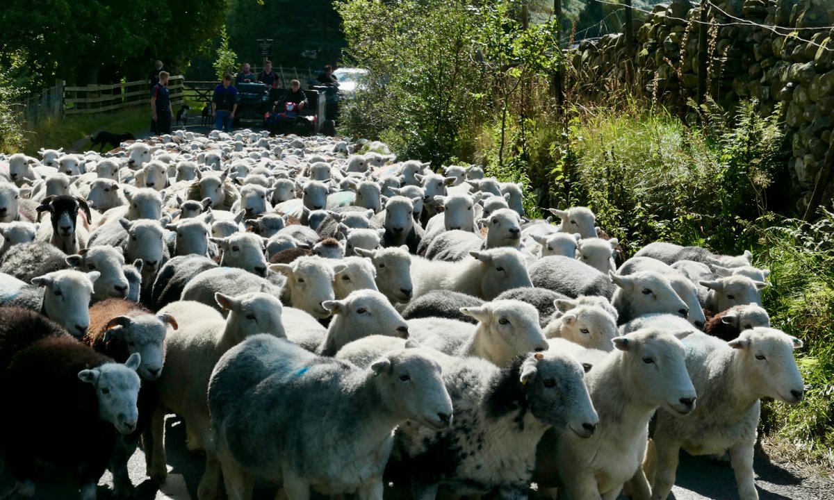 mgoattours's tweet photo. On Tour our driver guide Peter had a spot the Swaledale competition, yes there is just one π
π· Peter W
#mountaingoat #mountaingoattours #sheep #swaledale #tour #travel #lakedistrict #visitbritain #visitengland #offthebeatentrack #betterbygoat #goatvsheep https://t.co/spyOI1vp8L
