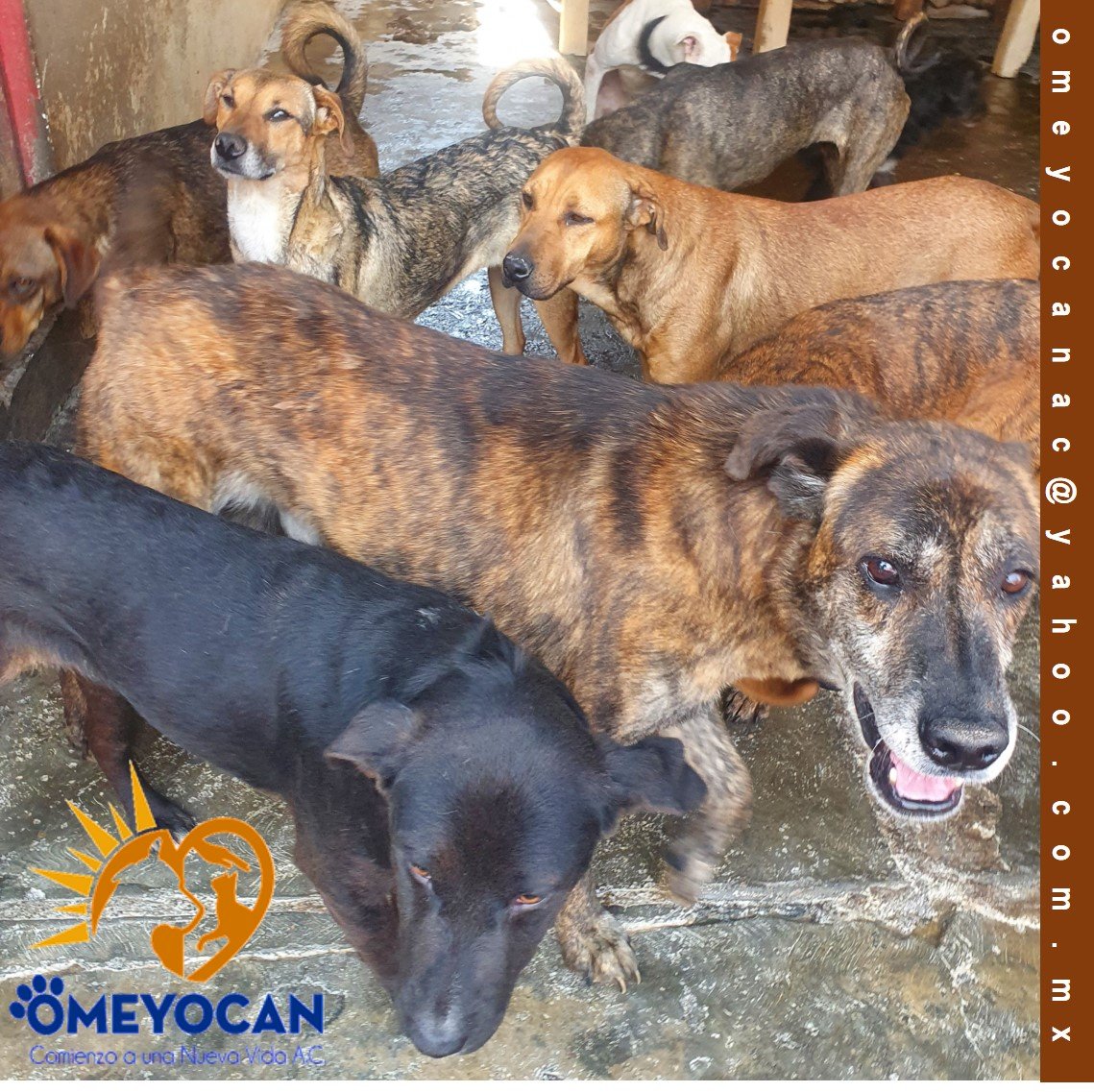 OMEYOCANAC's tweet photo. 😍Contentos les 🐕ladramos que su esfuerzo y amistad llegó con 🍖 éxito para hacer felices a nuestra manda y tener 😘 #BarriguiallenayCorazòncontento🐕
Nuestra manada, es feliz de ver que no están solos en su refugio.
Gracias X ser nuestro ❤#refugio y 🐾#equipodevida https://t.co/EETur5QkwO