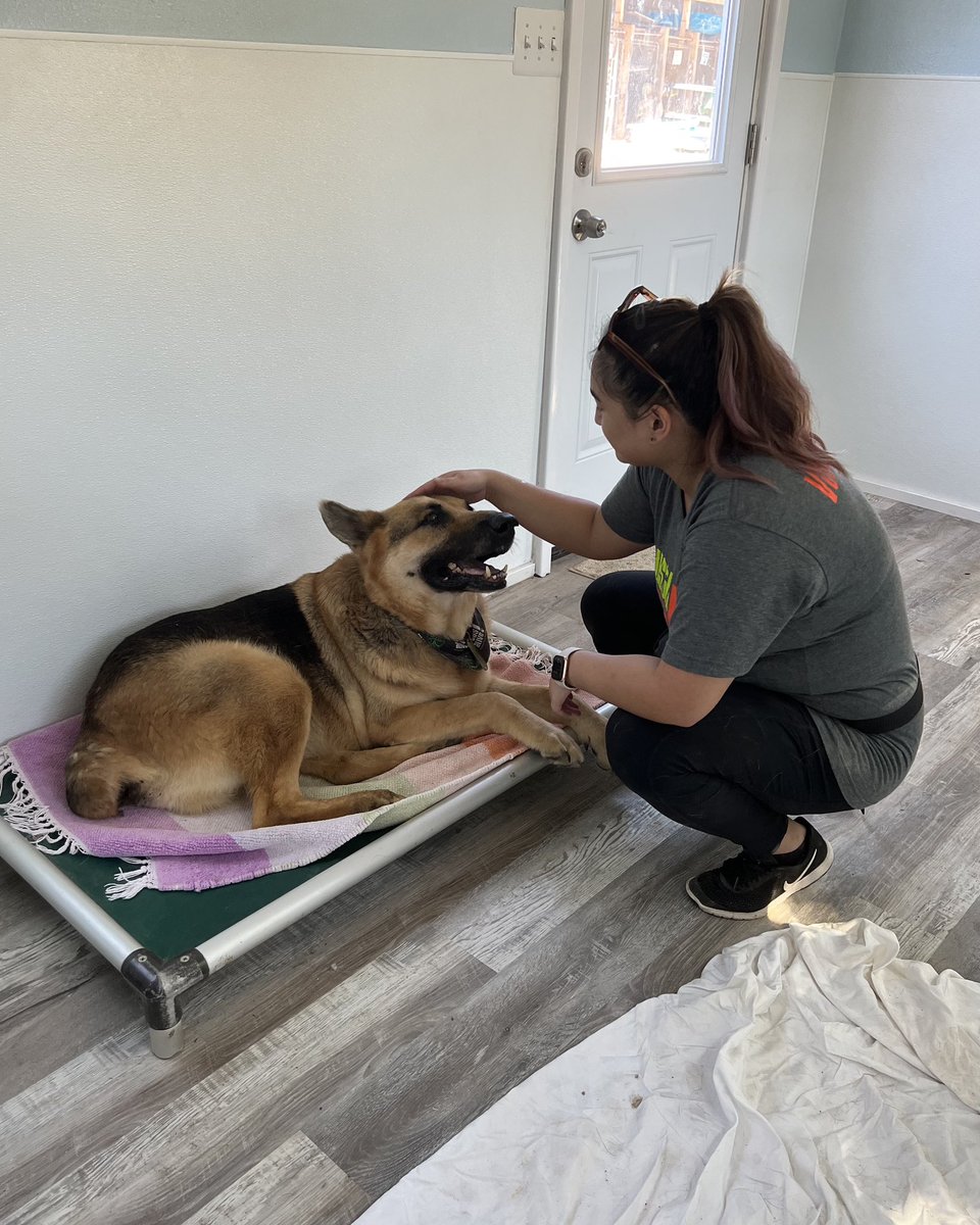 This is Fotis. He was found as a stray with a tail injury and spinal cord damage. His tail was amputated and left him with a cute little bunny butt. Unfortunately, he’ll need a lifetime of specialized medical care. You can help Fotis feel better below ❤️‍🩹

15outof10.org/fotis/