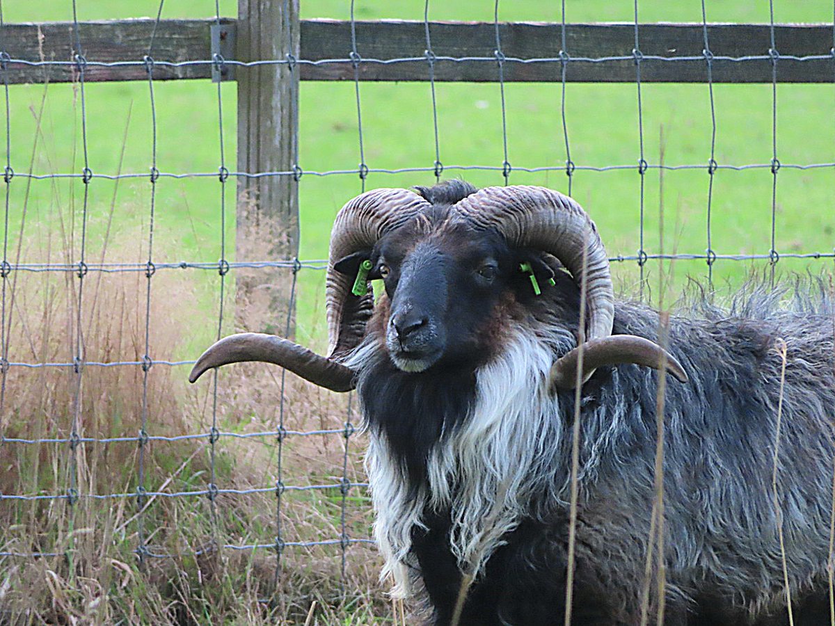 iet1234's tweet photo. Hello....a dangerous walk this afternoon 😉
have a nice evening all
#scottishhighlander
#mouflonsheep
#TwitterNatureCommunity
#ThePhotoHour https://t.co/67L1DeY3Zf