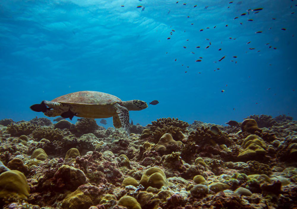 Amazing underwater photography by <a href="/Hegden/">Hegden.ETH</a> <a href="/MartinooAsiaqua/">Martinoo UW Macro critters hunter !</a> <a href="/DanielSasse3/">DanThΞMan Photography 📸</a> <a href="/5hint0/">Shinto | FloodedCamera.eth</a> are available in the collection #ThePrologue