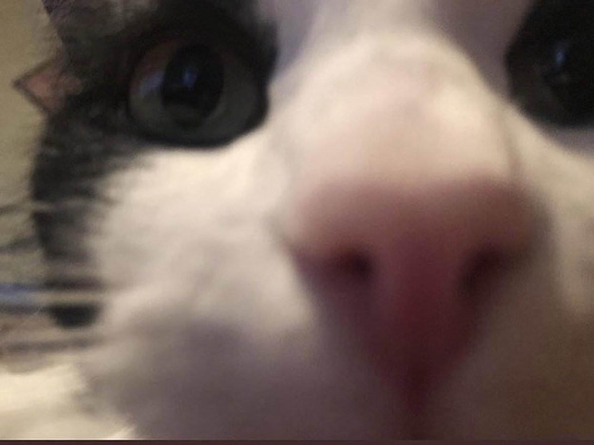 𝚃𝙷𝙴 𝚆𝙸𝚃𝙲𝙷 ! (archived. for now !) (@maglclost) on Twitter photo 