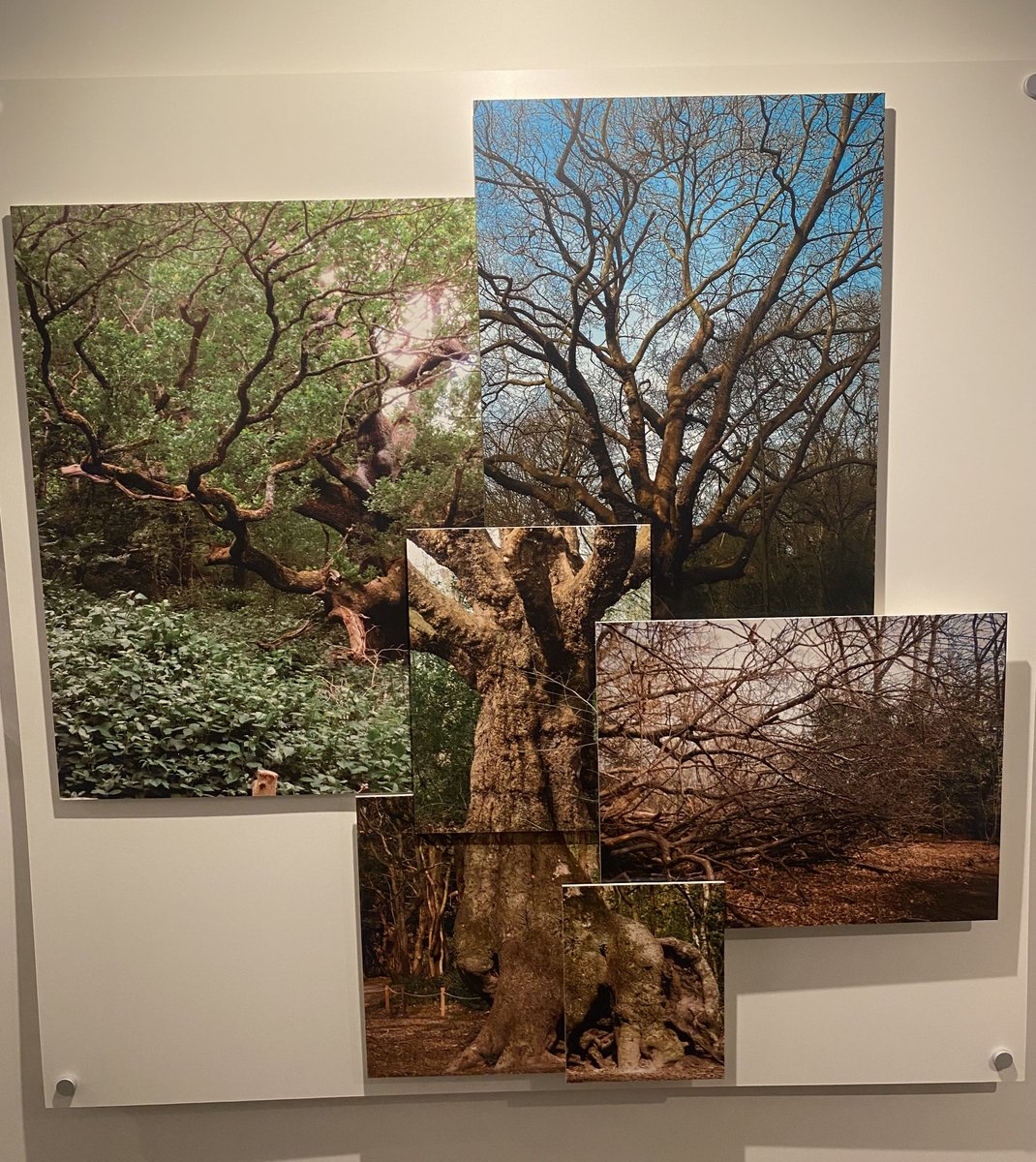 UCL Brain Sciences tweet media