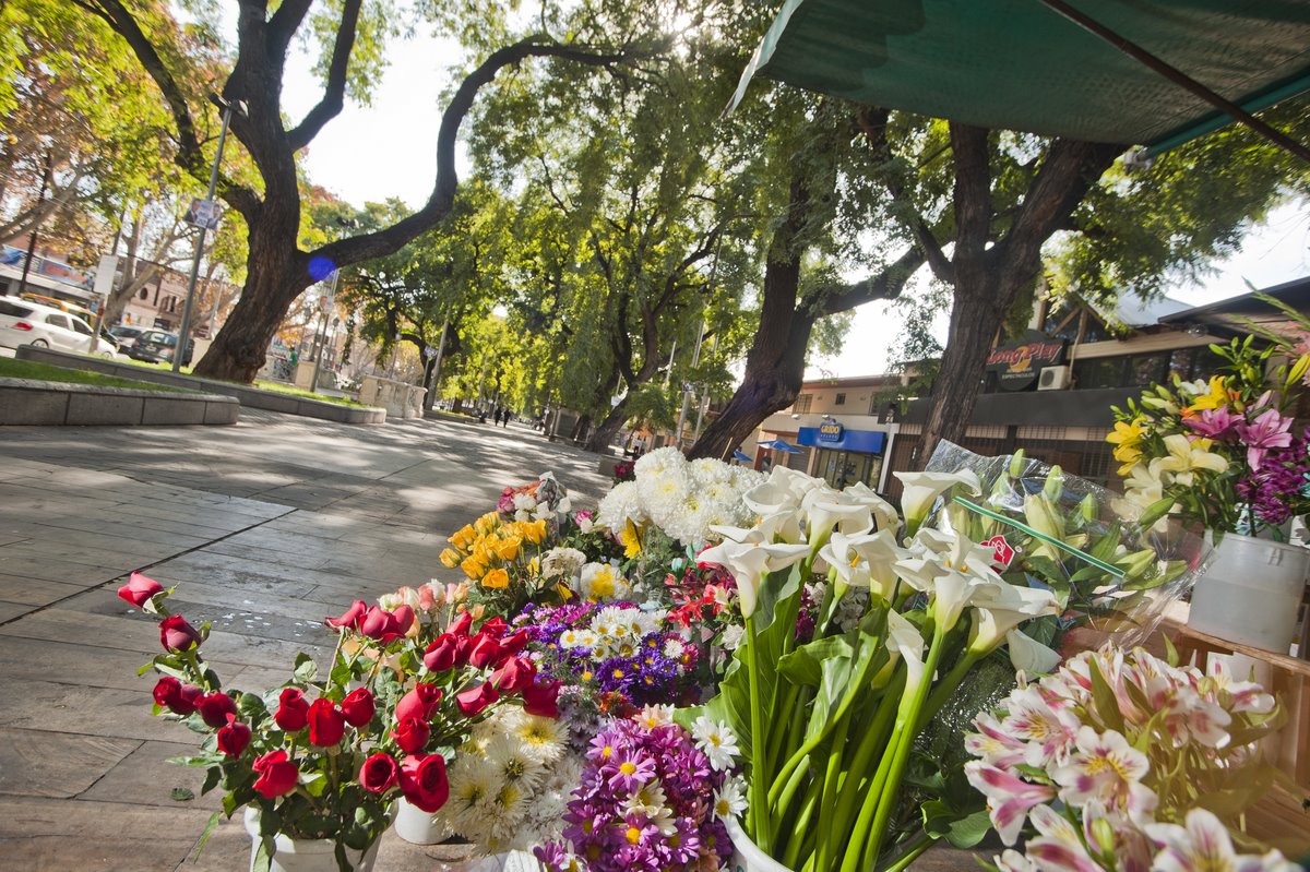 Somos finalistas del concurso internacional “We Love Cities” de WWF que se define con tu participación. ¡Sumate con tu voto y apoyá a tu Ciudad! La votación cierra el lunes 31 de octubre.

¿Cómo voto? usando el hashtag #WeLoveMendoza en tus redes sociales